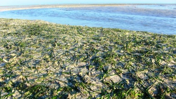 The seagrass beds in Roebuck Bay are vital feeding grounds for dugongs, turtles and dolphins.