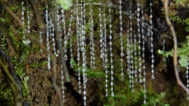 Glow worms live in the damp, cool banks of Melba Gully, Otway.