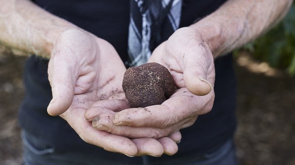 Truffle season has already started in Australia, with perfect conditions pointing to a ripper harvest.