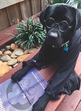 KATE LAIRD: Alfie, a big Harry Potter fan, reading his Good Weekend.