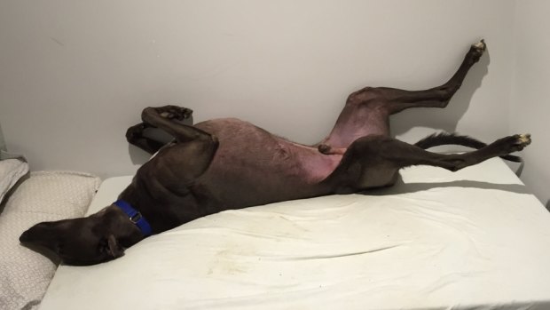 Uno has found a new home in Banksia Grove as more West Aussies adopt greyhounds in the wake of the live baiting scandal.