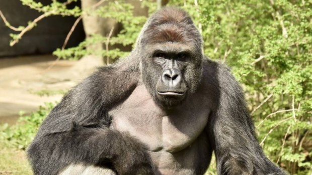 Harambe was shot after a young boy entered his enclosure at Cincinnati Zoo. 