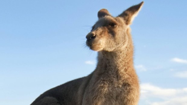 A kangaroo is believed to have triggered a fatal crash in central Queensland.