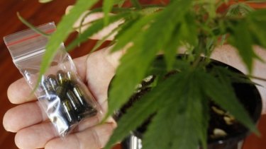 Queensland will trial medicinal cannabis in 2016, aiming specifically at those suffering from severe epilepsy. 