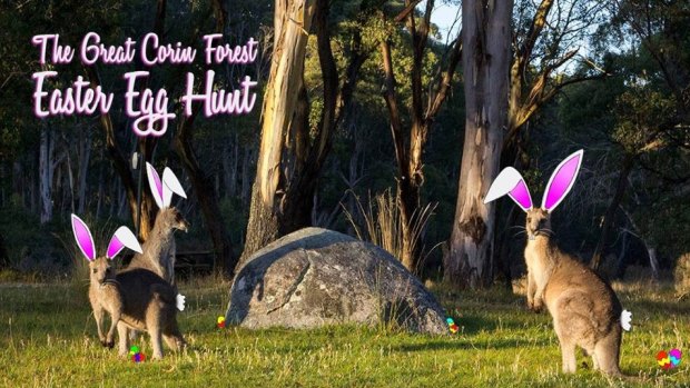 Easter kangaroos at Corin Forest which is having Easter egg hunts from Good Friday to Easter Monday