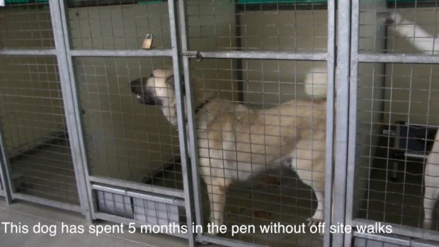 Pens at the Lost Dogs Home