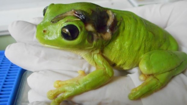 The little green tree frog that travelled over a thousand kilometres to get treatment.