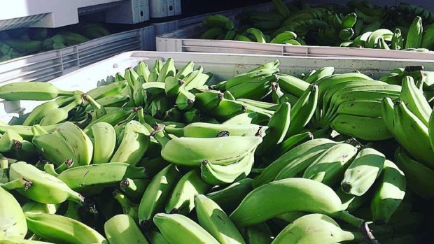 Green bananas that don't make the cut for supermarkets are being turned into supplements, cosmetics