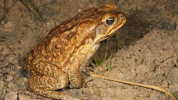 The cane toad made it's way to Derby, thanks to an unsuspecting traveller.