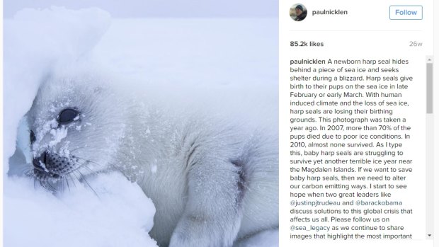 Wildlife photographer Paul Nicklen is using Instagram clickbait to promote awareness of climate change. This newborn harp seal hiding behind a piece of sea ice during a blizzard. "As I type this, baby harp seals are struggling to survive yet another terrible ice year near the Magdalen Islands." 