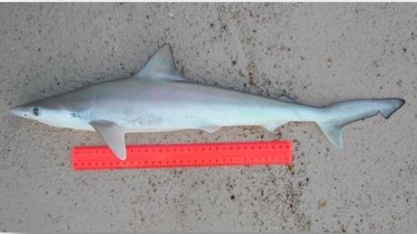 Sharpnose sharks only reach about 80 centimeters in length.