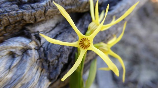 Anthocercis littorea, Solanaceae, growing in Lancelin.