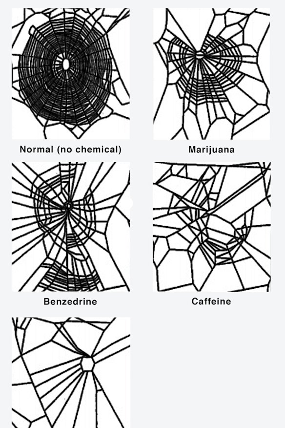 Spiders are a treasure trove of scientific wonder