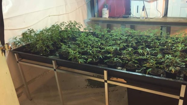 Police found 282 cannabis plants.