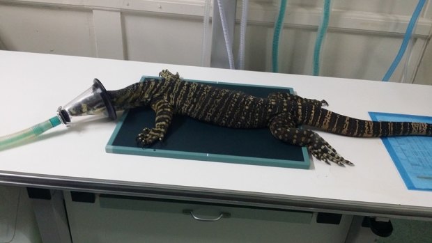 The injured goanna undergoing treatment at a specialist veterinary clinic.