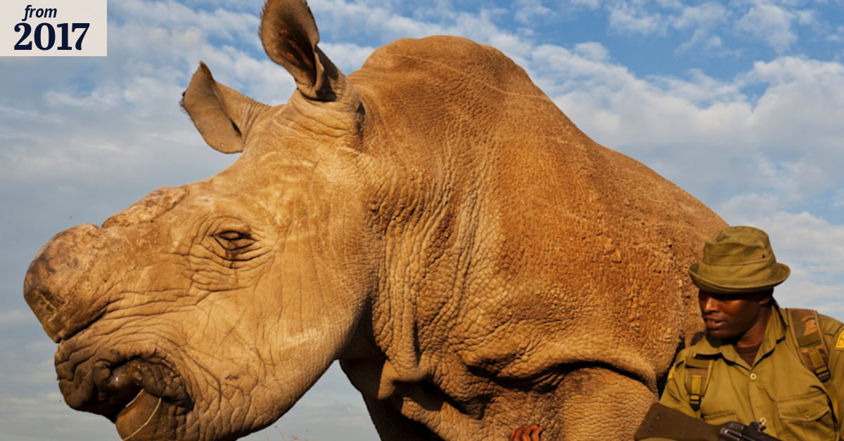 British park donates eggs in bid to save northern white rhinos using IVF