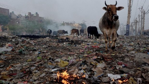 Cows find food in garbage dumped and burnt on the roadside in Faridabad, on the outskirts of New Delhi, in February. 