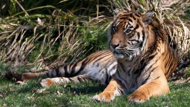 The National Zoo and Aquarium has announced the death of 13-year-old Sumatran tiger, Berani.