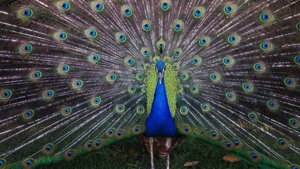 Renai Roberts' image of a peacock.