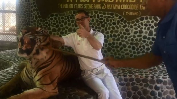 A tourist poses with a chained tiger, as a handler, right, prods the animal with a stick.