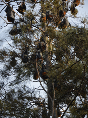 A colony of flying foxes near Batemans Bay.