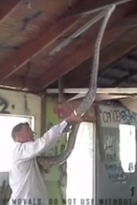 Two rather large pythons were found at an abandoned building at Cairns.