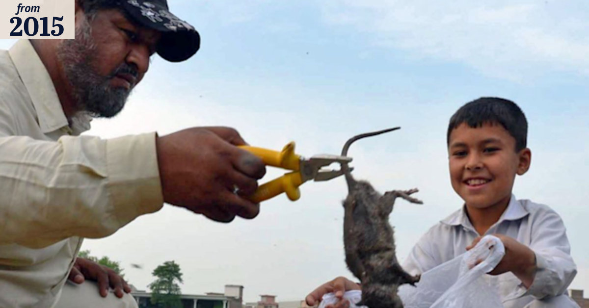 The rat-hunter: One man's fight against the giant rodents of Peshawar ...