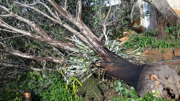The wild weather in WA has ripped trees out of the ground (pictued) and caused outages in SA. Severe weather warnings have now been issued for NSW, ACT.