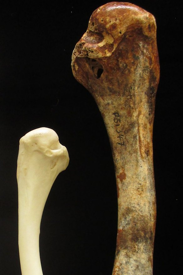 Comparison of the brush turkey humerus (upper wing bone) with that of extinct species Latagalliana naracoortensis.