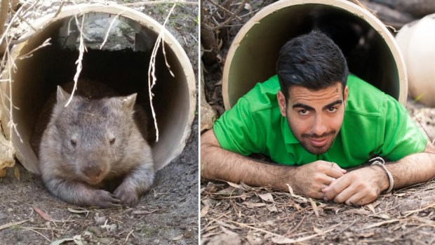 Peel Zoo's Matt as a wombat.