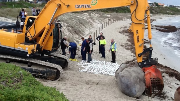 Sperm whale head being removed from Sorrento Beach.
