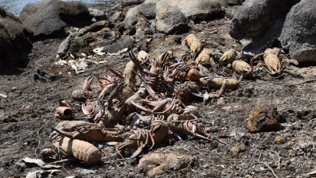 Hundreds of dead marron have washed up on the banks of the Collie River.