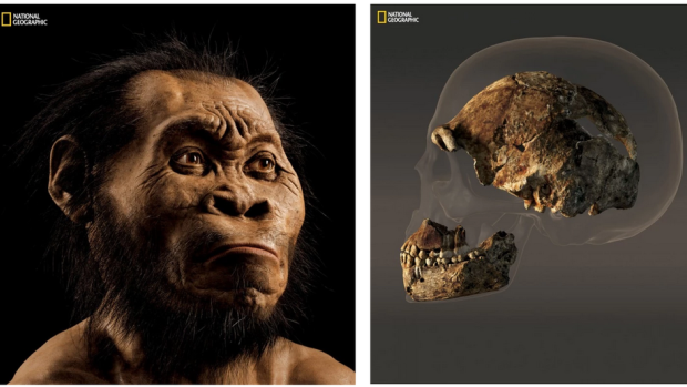 Remarkable find: fossil fragments of a relative of the human species found in Africa.
