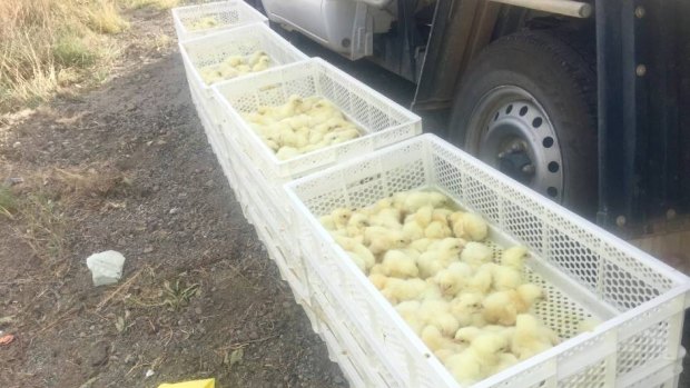 A truck carrying thousands of chicks crashed near Yass on Monday.