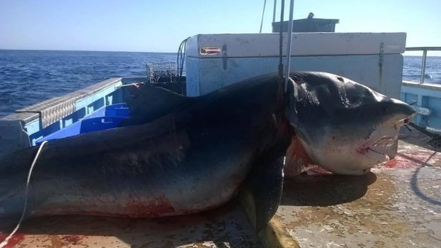 A gigantic, four-metre tiger shark, shown in Facebook photos, was reportedly caught off Nine Mile Beach, on the Tweed Coast, in the past few days. 