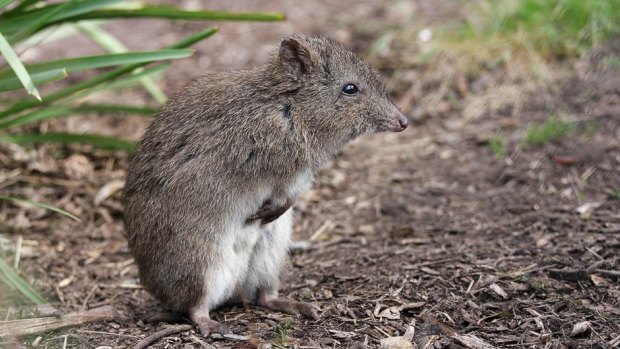 The potoroo is described as an elusive forest dwelling marsupial.