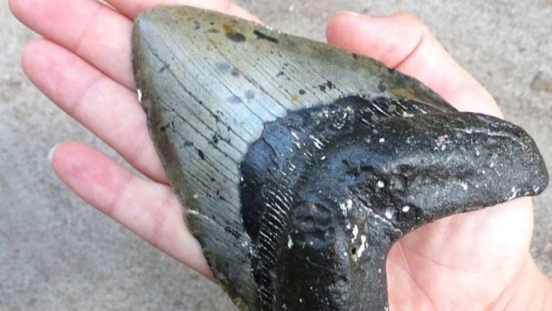 Several large Megalodon teeth have been found along the beaches of North Carolina in recent months.