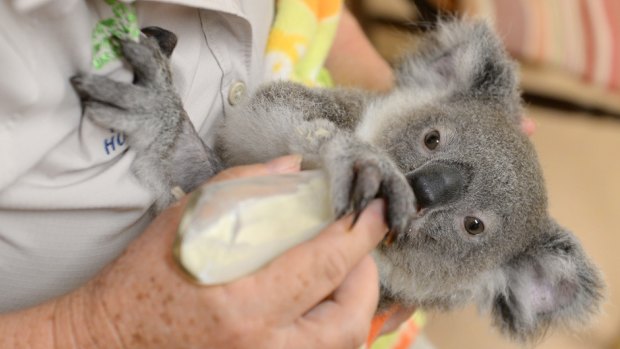 Eight-month investigation finds no case of animal cruelty at Australia Zoo.