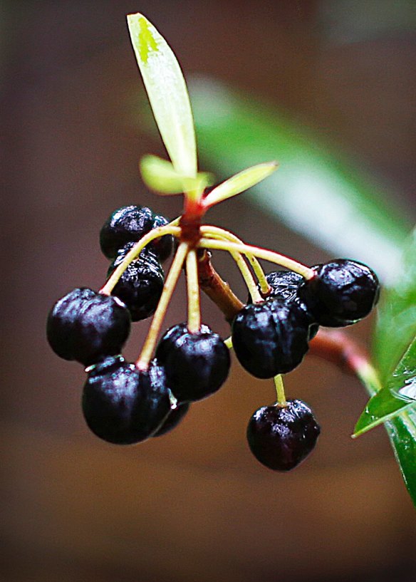 Tasmannia lancelet ripe berries on the terrorise.