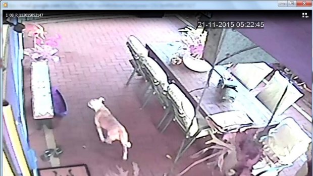 One of the dogs captured on CCTV footage in a Hilton backyard where it and another dog savaged 26 prize guinea pigs. 