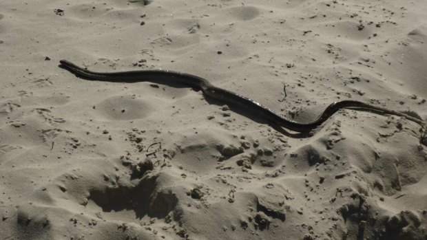 A brown snake seen on the beach at Forster. 