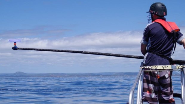 UQ School of Veterinary Science PhD student Fletcher Mingramm ready to catch whale blow.