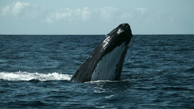 Whale blow and tissue samples could help researchers determine what has caused the exponential increase in populations along the east coast.