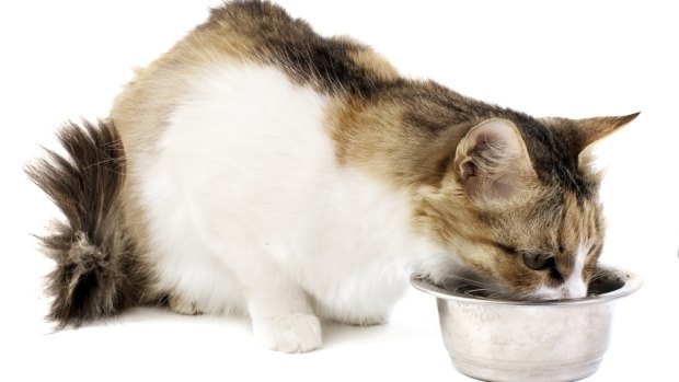 Do we know what we are feeding our cats?