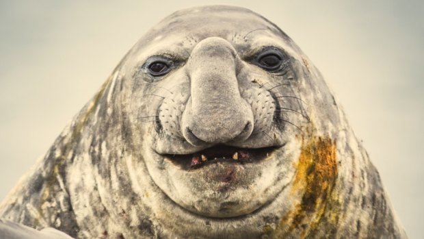 Daily winners receive a copy of WILD AUSTRALASIA: Celebrating 10 Years of the ANZANG Photo Competition, which includes this image of a southern elephant seal.