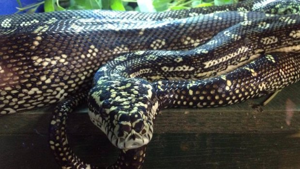 Rockhampton Zoo is home to a number of pythons, including Rashini the diamond python. However they have not specified which snake constricted Jeannie.