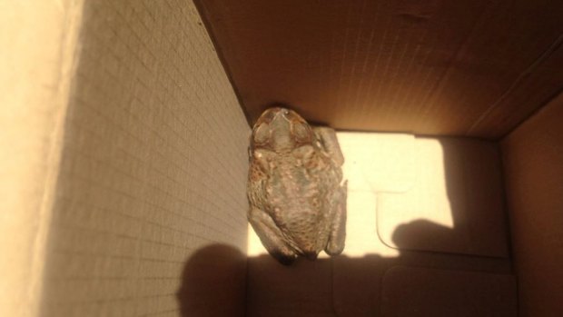 The cane toad found in Derby accommodation.