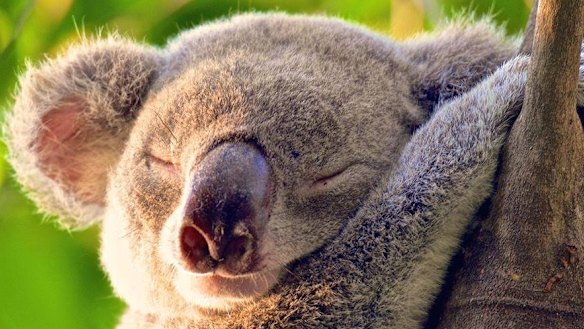 Koalas may be threatened by proposed changes to land clearing.