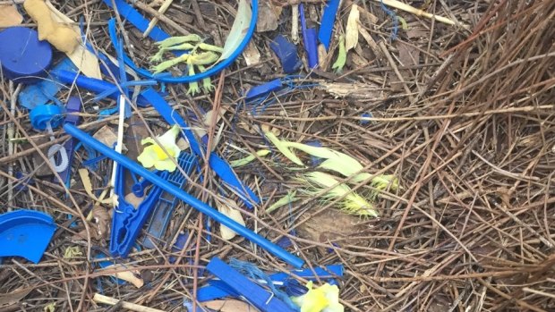 "Our" bower bird ramps up the action with yellow cockatoo feathers.