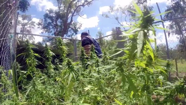 Police inspect cannabis found during a raid.